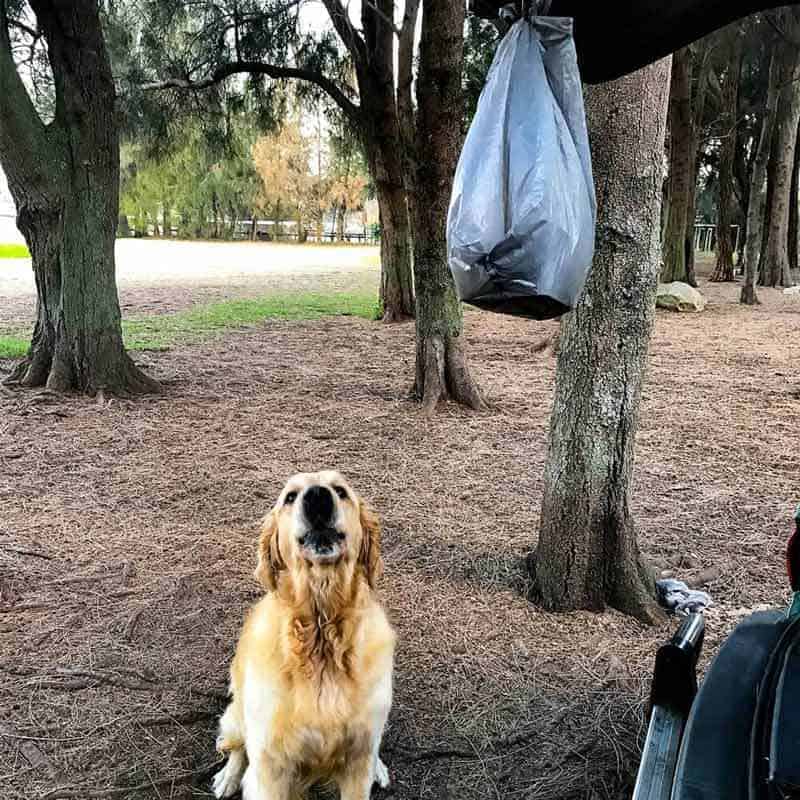 Dozer the golden retriever dog trying to get food tied to car left for homeless man at dog park