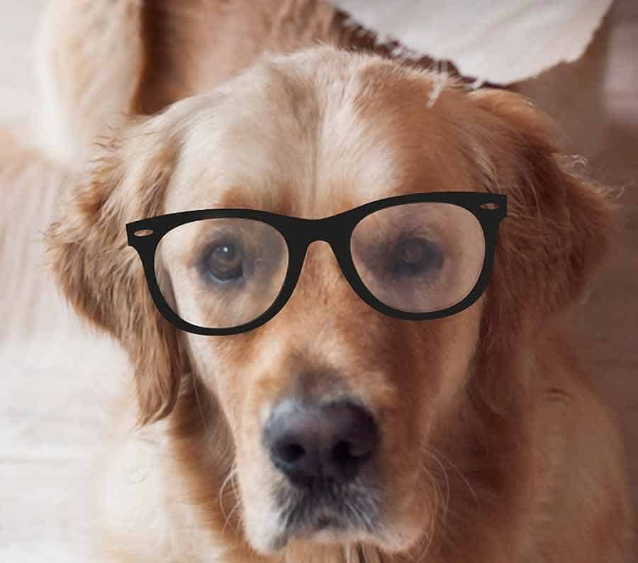 Dozer with eye glasses